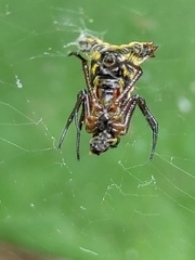 Micrathena duodecimspinosa