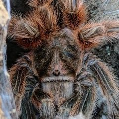 Grammostola rosea
