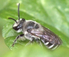 Colletes latitarsis