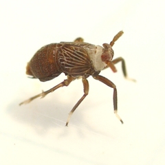 Pissonotus aphidioides