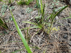 Lomandra laxa