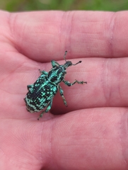 Chrysolopus spectabilis