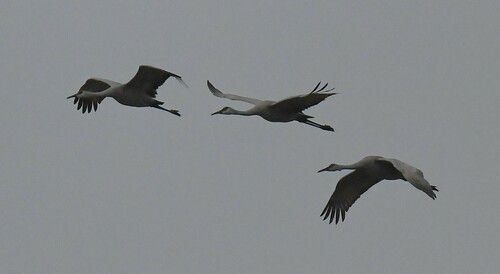 Sandhill Crane photographed in Missouri