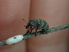 Anthribidae