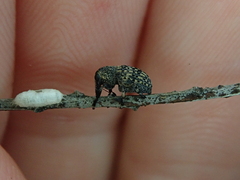Anthribidae