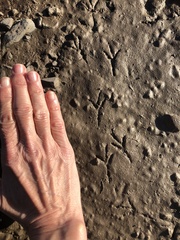 Mimus polyglottos