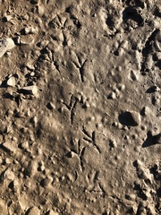 Mimus polyglottos