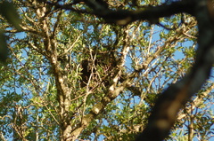 Pachyramphus viridis