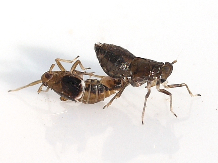 Pissonotus dorsalis