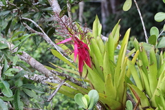 Aechmea nallyi