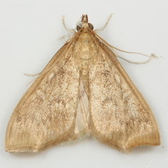 Framinghamia helvalis