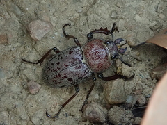 Cacostomus squamosus