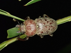 Cacostomus squamosus