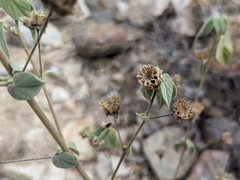 Abutilon abutiloides
