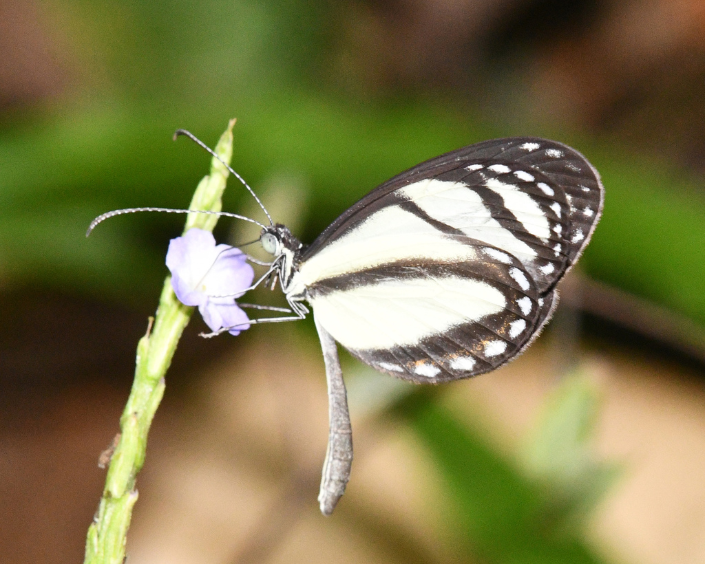 Moschoneura pinthous