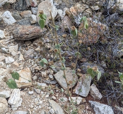 Abutilon abutiloides