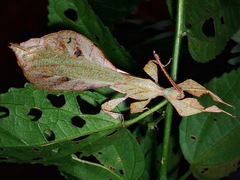 Pulchriphyllium mannani