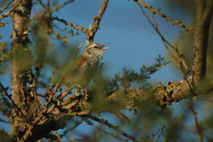 Cranioleuca pyrrhophia
