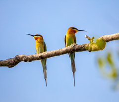 Merops philippinus