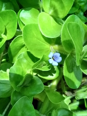Bacopa