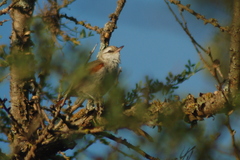 Cranioleuca pyrrhophia