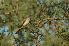 Myiarchus swainsoni