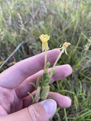 Oenothera villosa villosa