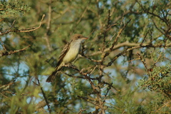 Myiarchus swainsoni