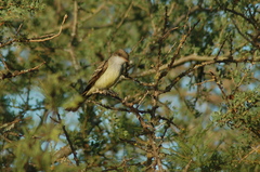 Myiarchus swainsoni