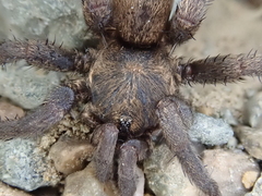 Seqocrypta jakara