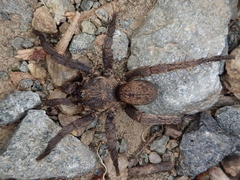 Seqocrypta jakara