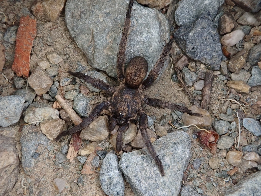 Jakara Brush-footed Spider from Mount Coot-Tha QLD 4066, Australia on ...