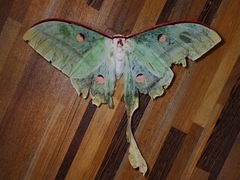 Actias maenas