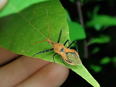 Gminatus