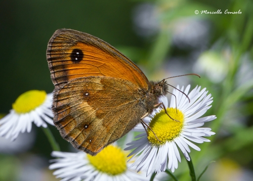 Gatekeeper, photo 3 of 10