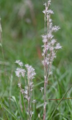 Schizachyrium littorale