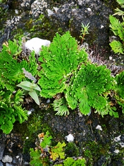 Selaginella ribae