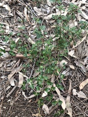 Chenopodium robertianum