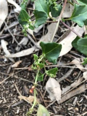 Chenopodium robertianum