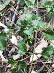 Chenopodium robertianum
