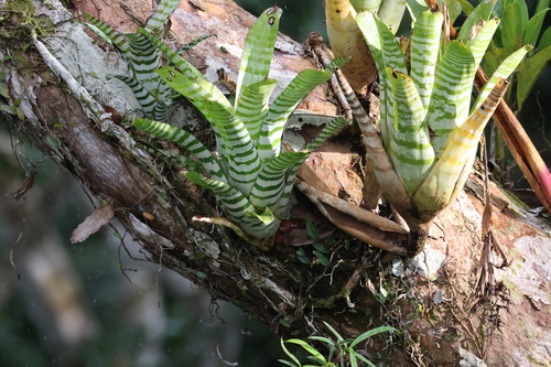 Image of Aechmea chantinii by (c) Kathy Richardson, some rights reserved (CC BY)