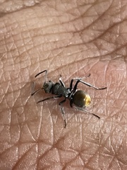 Polyrhachis vermiculosa