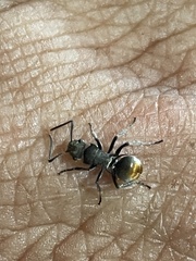 Polyrhachis vermiculosa
