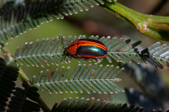Calomela curtisi