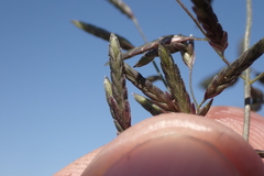 Eragrostis lehmanniana