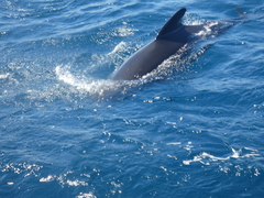 Globicephala melas