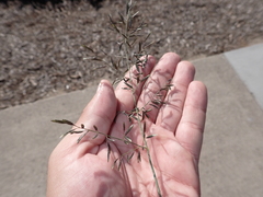 Eragrostis lehmanniana