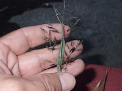 Eragrostis lehmanniana