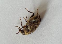 Psepholax sulcatus