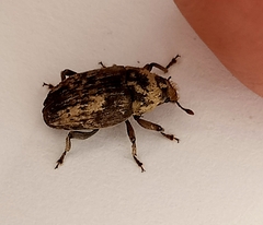 Psepholax sulcatus